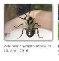 Wildbienen-Nistpl�tzekurs 10. April 2016