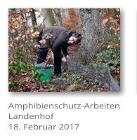 Amphibienschutz-Arbeiten Landenhof 18. Februar 2017
