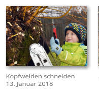 Kopfweiden schneiden 13. Januar 2018
