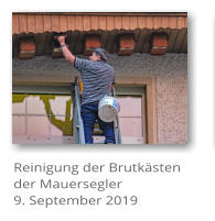 Reinigung der Brutk�sten der Mauersegler 9. September 2019