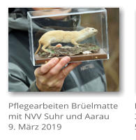 Pflegearbeiten Br�elmatte mit NVV Suhr und Aarau 9. M�rz 2019