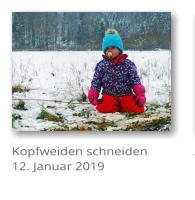 Kopfweiden schneiden 12. Januar 2019
