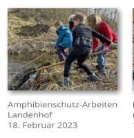 Amphibienschutz-Arbeiten Landenhof 18. Februar 2023