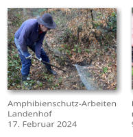 Amphibienschutz-Arbeiten Landenhof 17. Februar 2024