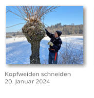 Kopfweiden schneiden 20. Januar 2024