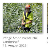 Pflege Amphibienteiche Landenhof 15. August 2026