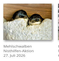 Mehlschwalben Nisthilfen-Aktion 27. Juli 2026