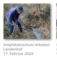 Amphibienschutz-Arbeiten Landenhof 17. Februar 2024