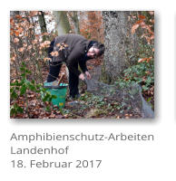 Amphibienschutz-Arbeiten Landenhof 18. Februar 2017