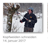 Kopfweiden schneiden 14. Januar 2017