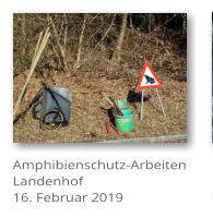 Amphibienschutz-Arbeiten Landenhof 16. Februar 2019