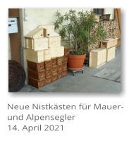 Neue Nistksten fr Mauer-und Alpensegler 14. April 2021
