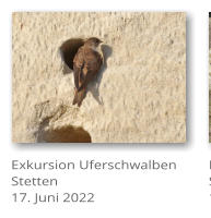 Exkursion Uferschwalben Stetten17. Juni 2022