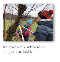 Kopfweiden schneiden 14. Januar 2023