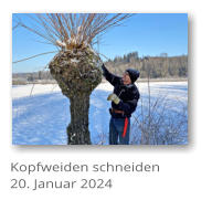 Kopfweiden schneiden 20. Januar 2024