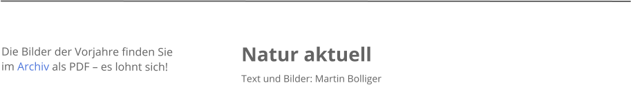 Natur aktuell Text und Bilder: Martin Bolliger    Die Bilder der Vorjahre finden Sie im Archiv als PDF  es lohnt sich!