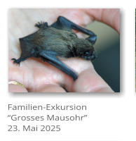 Familien-Exkursion Grosses Mausohr 23. Mai 2025