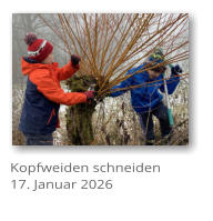 Kopfweiden schneiden 17. Januar 2026