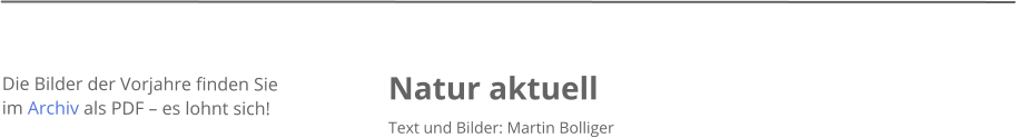 Natur aktuell Text und Bilder: Martin Bolliger    Die Bilder der Vorjahre finden Sie im Archiv als PDF � es lohnt sich!
